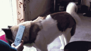 f21340dbf78c589ee536ba0f1b05b1bf.gif