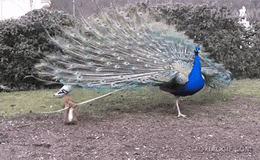 45eba1874d1c2b3fb8abe6612e92a4fd.gif