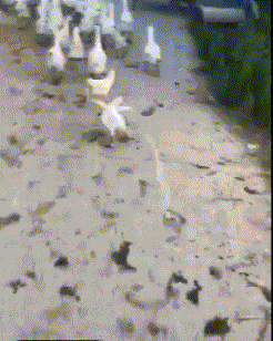 t01cf11758a9ade53ce.gif